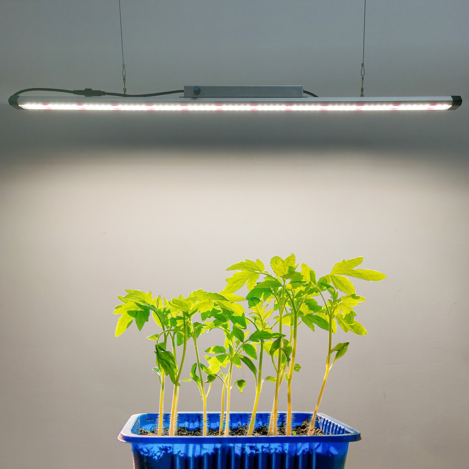 100W Full Spectrum LED Grow Li - đánh giá và giá Plant Grow Light Full Spectrum